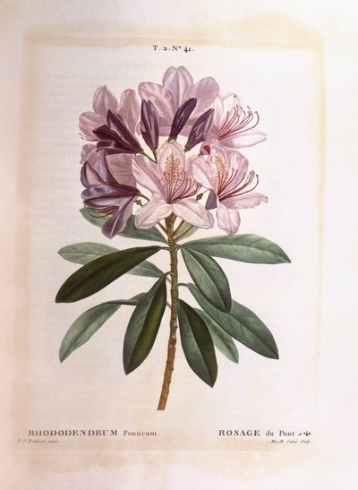 Rhododendron (Rhododendron ponticum), Henry Louis Duhamel du Monceau, Pierre Joseph Redoutén kasvitieteellinen levy tekijältä Pierre Joseph Redouté
