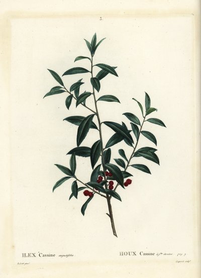 Dahoon holly tai cassina, Ilex cassine. Coqueret