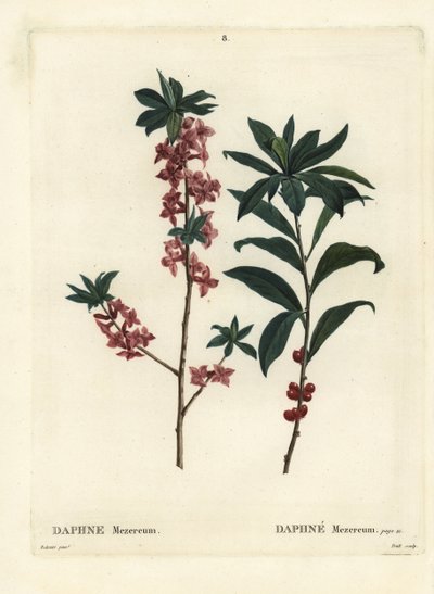 Daphne tai mezereon, Daphne mezereum. Trollin käsinvärinen pistekaiverrus Pierre-Joseph Redouten piirustuksen jälkeen Henri Louis Duhamel du Moncelin Treat des Arbres et Shrustesista, Pariisista tekijältä Pierre Joseph Redouté