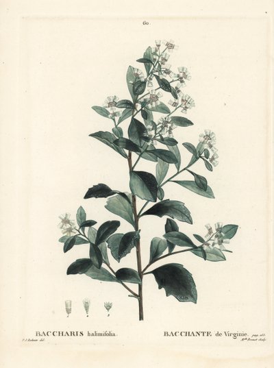 Itämäinen bakkaris, tähkäpensas, merimyrtti tai suolapensas, Baccharis halimifolia. Neiti Brenet