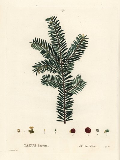 Englannin marjakuusi tai eurooppalainen marjakuusi, Taxus baccata. Käsinvärinen pistekaiverrus Pierre-Joseph Redouten piirustuksen jälkeen Henri Louis Duhamel du Monceaun teoksesta Treat des Arbres et Shrustes, Pariisi tekijältä Pierre Joseph Redouté