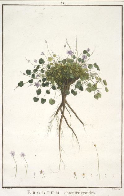 Erodium chamaedryoides, Geraniologysta tai Erodiuksen, Pelargoniin, Monsonian ja Grielin historiasta, kuvitettu ikoneilla, 1787-88 (käsinvärinen kaiverrus) tekijältä Pierre Joseph Redouté
