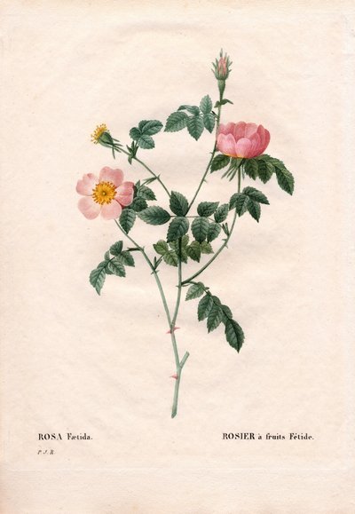 Fetide hedelmäruusu. Käsinvärinen pistekuparikaiverrus Pierre Joseph Redouten teoksesta Les Roses, Paris tekijältä Pierre Joseph Redouté