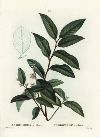Fetterbush, Andromeda axillaris. Moretin käsinvärinen pistekaiverrus Pierre-Joseph Redouten piirustuksen jälkeen Henri Louis Duhamel du Moncelin teoksesta Treat des Arbres et Shrustes, Pariisi tekijältä Pierre Joseph Redouté