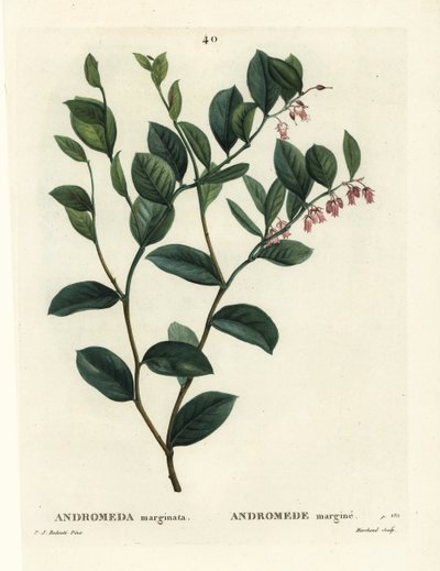 Fetterbush, Andromeda marginata. J. Marchandin käsinvärinen pistekaiverrus Pierre-Joseph Redouten piirustuksen jälkeen Henri Louis Duhamel du Moncelin teoksesta Treat des Arbres et Shrustes, Pariisi tekijältä Pierre Joseph Redouté