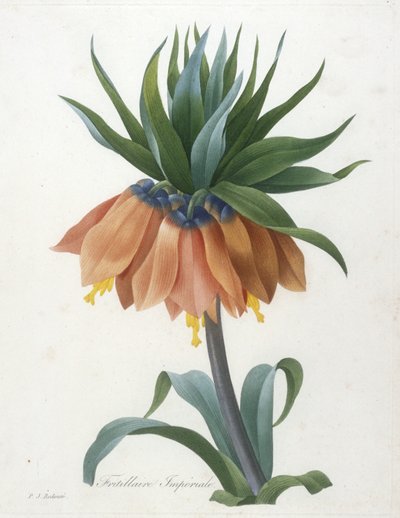 Fritillaire Imperiale, kauneimpien kukkien ja kauneimpien hedelmien valinta, 1827 tekijältä Pierre Joseph Redouté