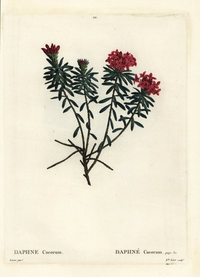 Seppeleen kukka ruusukulta daphne, Daphne cneorum. Neiti Rolet