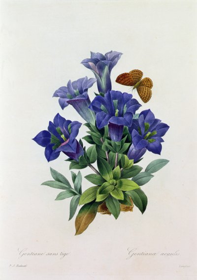 Gentiana Acaulis (värillinen kaiverrus) tekijältä Pierre Joseph Redouté