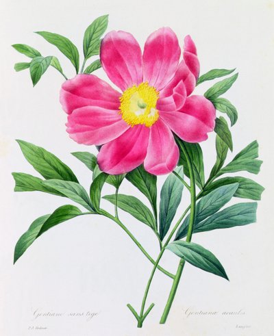 Varreton Gentian (värillinen kaiverrus) tekijältä Pierre Joseph Redouté