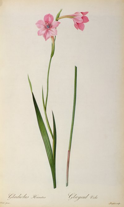 Gladiolus Hirsulus, Les Liliaceesista, 1805 tekijältä Pierre Joseph Redouté
