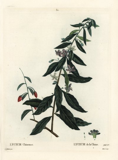 Goji-marja tai kiinalainen boxthorn, Lycium chinense. Moretin käsinvärinen pistekaiverrus Pierre-Joseph Redouten piirustuksen jälkeen Henri Louis Duhamel du Moncelin teoksesta Treat des Arbres et Shrustes, Pariisi tekijältä Pierre Joseph Redouté