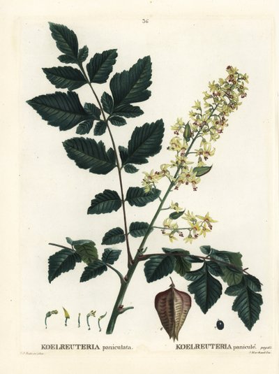 Kultasadepuu, Intian ylpeys, kiinapuu tai lakkapuu, Koelreuteria paniculata. Käsinvärinen pistekaiverrus Pierre-Joseph Redouten piirustuksen jälkeen Henri Louis Duhamel du Monceaun teoksesta Treat des Arbres et Shrustes, Pariisi tekijältä Pierre Joseph Redouté