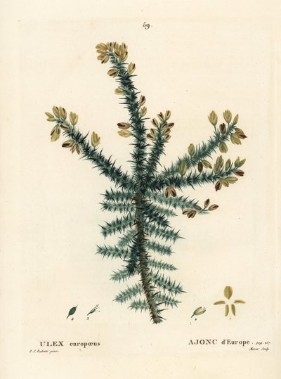 Kurki, kiukku tai vinku, Ulex europaeus. Moretin käsinvärinen pistekaiverrus Pierre-Joseph Redouten piirustuksen jälkeen Henri Louis Duhamel du Moncelin teoksesta Treat des Arbres et Shrustes, Pariisi tekijältä Pierre Joseph Redouté
