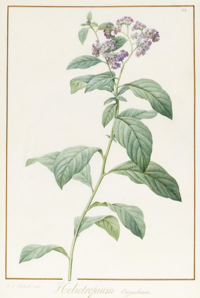 Heliotropium Corymbosurn, 1812 (wc ja vartaloväri grafiitin päällä perunakalvolla) tekijältä Pierre Joseph Redouté
