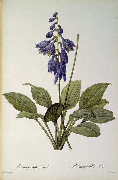Hemerocallis Caerulea, Les Liliaceesista, 1806 tekijältä Pierre Joseph Redouté