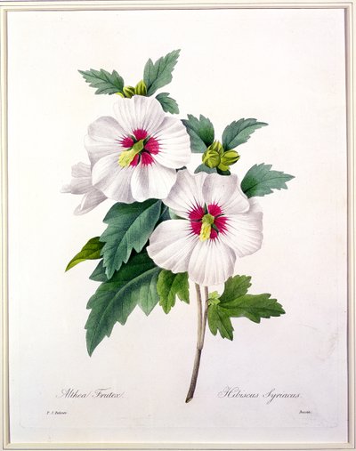 Hibiscus syriacus, Bessinin kaiverrus, teoksesta "Choix des Plus Belles Fleurs", 1827. tekijältä Pierre-Joseph Redouté