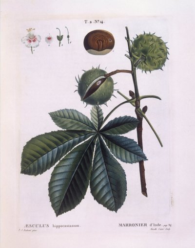Hevoskastanja tai konkeripuu (Aesculus hippocastanum), Henry Louis Duhamel du Monceau, Pierre Joseph Redoutén kasvitieteellinen levy tekijältä Pierre Joseph Redouté