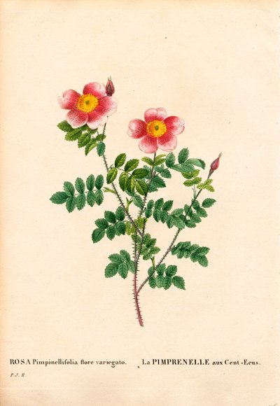 Hundred-Crowns Burnet ruusu, Rosa pimpinellifolia -lajike, La Pimprenelle aux Cent-Ecus. Käsinvärinen pistekuparikaiverrus Pierre Joseph Redouten teoksesta Les Roses, Paris tekijältä Pierre Joseph Redouté