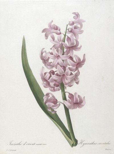 Itämainen hyasintin vaaleanpunainen lajike, Hyacinthus orientalis, kauneimpien kukkien ja kauneimpien hedelmien valinnasta, 1827 (käsinvärinen pistekaiverrus) tekijältä Pierre Joseph Redouté