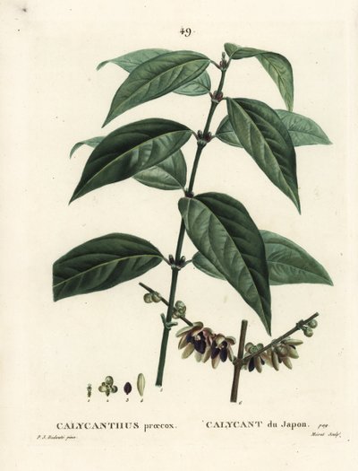 Japanilainen maustepippuri, Chimonanthus praecox (Calycanthus praecox). Moretin käsinvärinen pistekaiverrus Pierre-Joseph Redouten piirustuksen jälkeen Henri Louis Duhamel du Moncelin teoksesta Treat des Arbres et Shrustes, Pariisi tekijältä Pierre Joseph Redouté