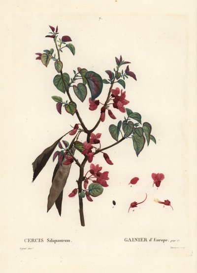 Juudaspuu, Cercis siliquastrum. Tassaertin käsinvärinen pistekaiverrus Pierre-Joseph Redouten kuvituksen jälkeen Henri Louis Duhamel du Moncelin Treat des Trees et Shrustesista, Pariisista tekijältä Pierre Joseph Redouté