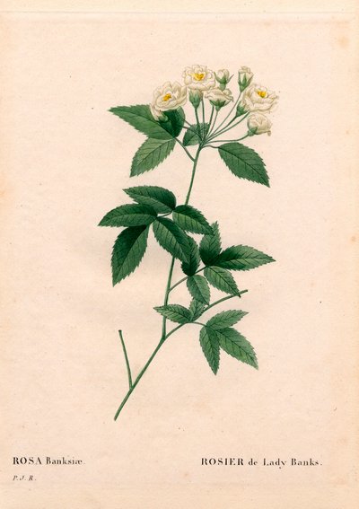 Lady Banks ruusu, Rosa banksiae var. alba-plena. Käsinvärinen pistekuparikaiverrus Pierre Joseph Redouten teoksesta Les Roses, Paris tekijältä Pierre Joseph Redouté