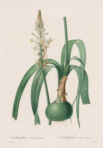 Les Liliacées: Ornithogalum longibracteatum tekijältä Pierre Joseph Redouté