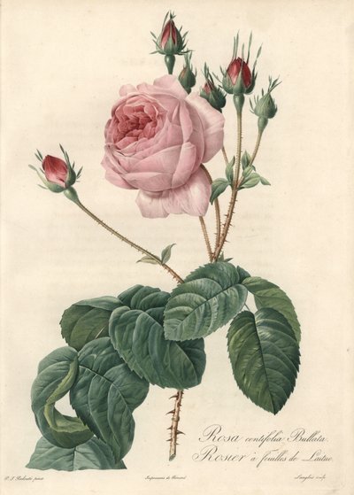 Salaatinlehtiruusu - Eau forte de Langlois, perustuu Pierre Joseph Redouten (1759-1840) kuvaan Les Rosesista tekijältä Pierre Joseph Redouté