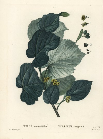 Lime puu, Tilia rotundifolia. Moretin käsinvärinen pistekaiverrus Pierre-Joseph Redouten piirustuksen jälkeen Henri Louis Duhamel du Moncelin teoksesta Treat des Arbres et Shrustes, Pariisi tekijältä Pierre Joseph Redouté