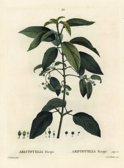 Maqui tai chileläinen viinimarja, Aristotelia chilensis (Aristotelia macqui). Aimeen käsinvärinen pistekaiverrus Pierre-Joseph Redouten kuvituksen jälkeen Henri Louis Duhamel du Moncelin teoksesta Treat des Arbres et Shrustes, Pariisi tekijältä Pierre Joseph Redouté