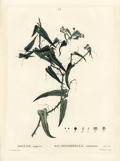 Välimeren smilax, Smilax aspera. Neiti Brenet