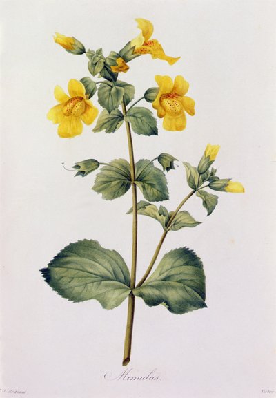 Mimulus (värillinen kaiverrus) tekijältä Pierre Joseph Redouté