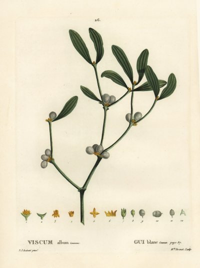 Misteli, Visum-albumi. Neiti Brenet