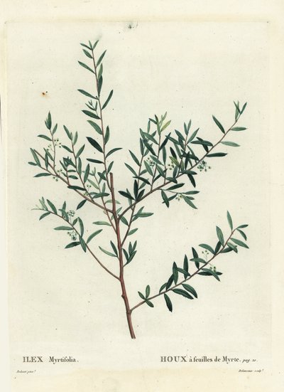 Myrtle holly tai myrtle dahoon, Ilex myrtifolia. Delaneaux