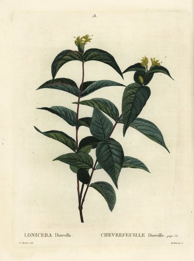 Pohjoinen pensaskuusama, Diervilla lonicera (Lonicera diervilla). Du Ruisseaun käsinvärinen pistekaiverrus Pierre-Joseph Redouten kuvituksen jälkeen Henri Louis Duhamel du Moncelin teoksesta Treat des Arbres et Shrustes, Pariisi tekijältä Pierre Joseph Redouté