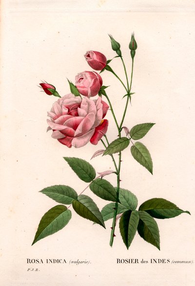 Vanha poskiruusu, Rosa chinensis, tavallinen intialainen ruusu. Käsinvärinen pistekuparikaiverrus Pierre Joseph Redouten teoksesta Les Roses, Paris tekijältä Pierre Joseph Redouté