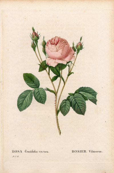 Pink Vilmorin, Rosa centifolia Vilmorin. Käsinvärinen pistekuparikaiverrus Pierre Joseph Redouten teoksesta Les Roses, Paris tekijältä Pierre Joseph Redouté