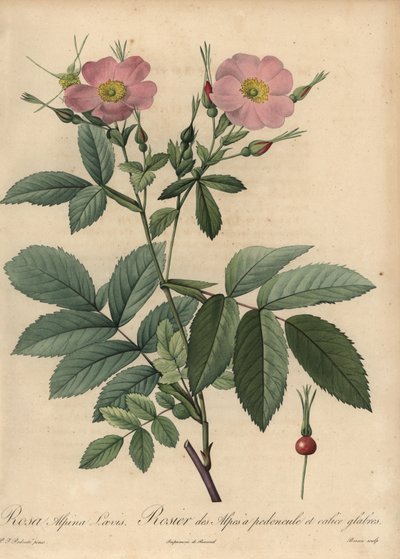 Pinkki alppiruusu, Rosa pendulina tekijältä Pierre Joseph Redouté