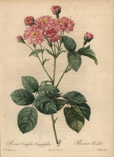 Vaaleanpunainen neilikka-terälehtikaali ruusu, Rosa centifolia tekijältä Pierre Joseph Redouté