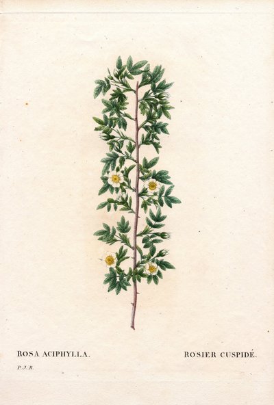 Pink cuspidate, Rosa canina -lajike. Cuspid rose, Rosa aciphylla. Käsinvärinen pistekuparikaiverrus Pierre Joseph Redouten teoksesta Les Roses, Paris tekijältä Pierre Joseph Redouté