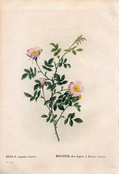 Vaaleanpunainen pensasruusu, Rosa aggrestis -lajike, Rose of the Hayes vaaleanpunaisilla kukilla. Käsinvärinen pistekuparikaiverrus Pierre Joseph Redouten teoksesta Les Roses, Paris tekijältä Pierre Joseph Redouté