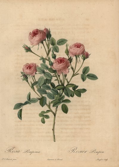 Vaaleanpunainen pompon ruusu, Rosa centifolia tekijältä Pierre Joseph Redouté