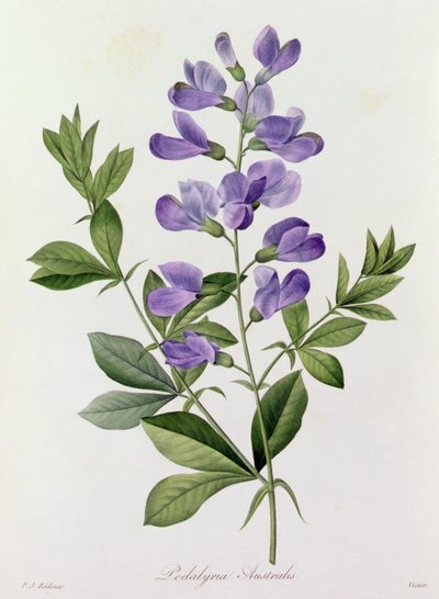Podalyria Australis (värillinen kaiverrus) tekijältä Pierre Joseph Redouté
