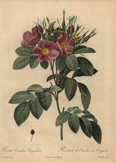 Purppura Carolina ruusu tai laidunruusu, Rosa carolina corymbosa tekijältä Pierre Joseph Redouté