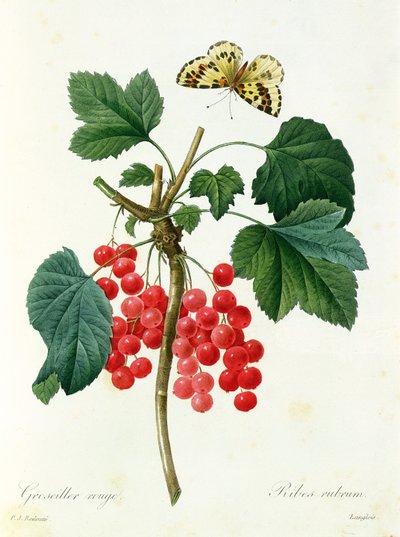 Punaherukat, Langois