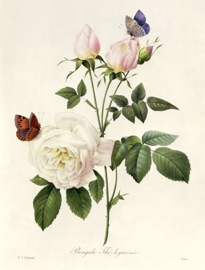 Rosa: Bengale the Hymenes, teoksesta "Les Roses", 1800-luku tekijältä Pierre Joseph Redouté