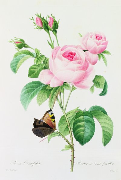 Rosa Centifola (värillinen kaiverrus) tekijältä Pierre Joseph Redouté