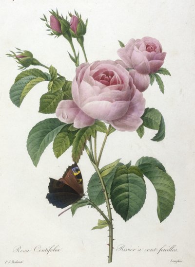 Rosa Centifolia, Rosier a cent-feuilles, kauneimpien kukkien ja kauneimpien hedelmien valinta, 1827 (käsinvärinen pistekaiverrus) tekijältä Pierre Joseph Redouté