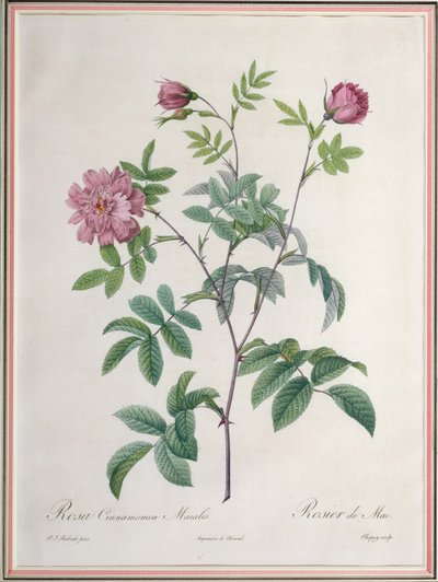 Rosa Cinnamomea Maialis, kaiverrus Chapuy, julkaisija Remond tekijältä Pierre Joseph Redouté