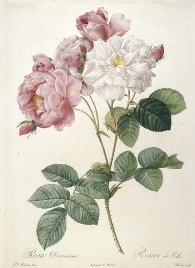 Rosa Damascena, Rosier de Cels, Les Roses, 1817-24 (käsinvärinen pistekaiverrus) tekijältä Pierre Joseph Redouté